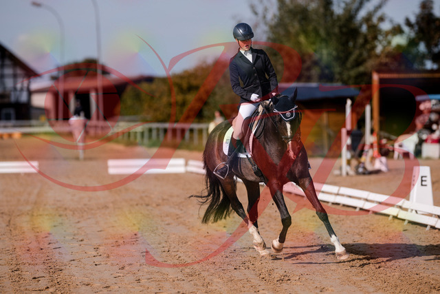 2026_10_03_Siefer-Hof_113741_Z81_81160258 | Professionelle Reitsport-, Turnier- und Eventfotografie von Robert Broda. Galerien mit ausgewählten und bearbeiteten Bildern direkt online ansehen und bestellen.