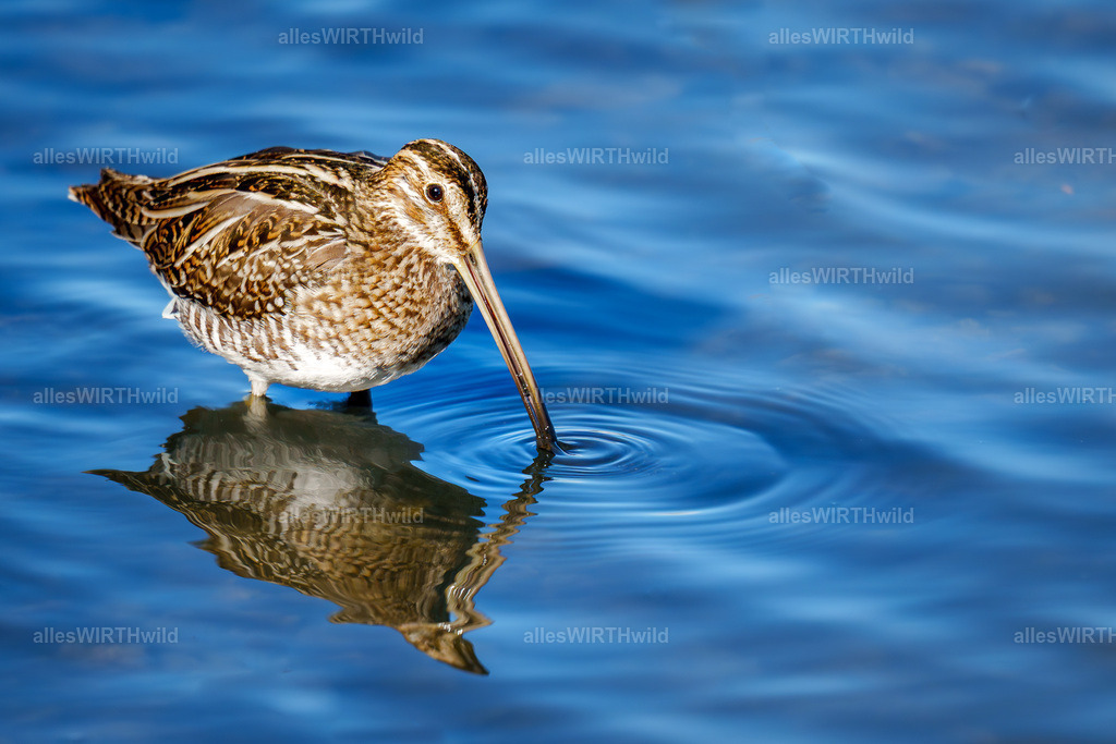 Daniel Wirth - www.allesWIRTHwild.de -7IV04832 | Entdecke die faszinierende Welt der Natur- und Wildlife-Fotografie von Daniel und Bärbel. Inspirierende Bilder von wilden Tieren und kleinen Naturwundern.