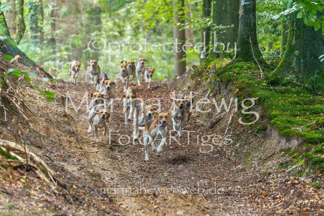 Jagd Perdoel_MarinaHewigMCH04675 | Fotografie, FotoArt, PferdesportArt, Pferdesportfotografie, Landschaftsfotografie, Reisefotografie, Reise, Pferde - Realisiert mit Pictrs.com