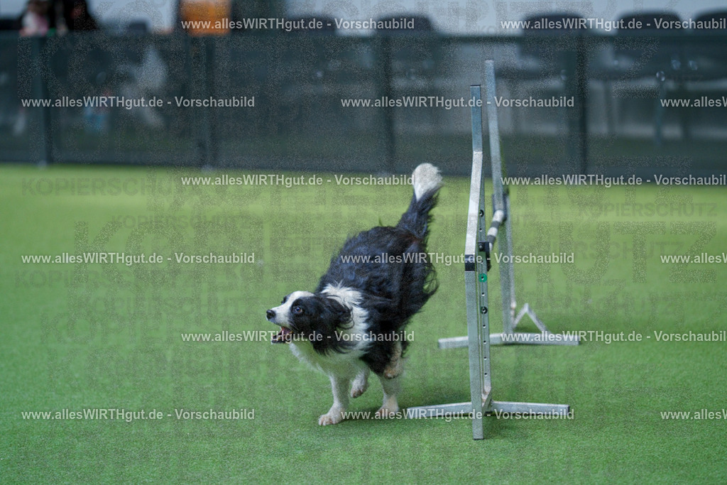 @allesWIRTHgut_Tierfotografie - www.allesWIRTHgut.de - 2604261509-7R504678 | Professionelle Tierfotografie in Mönchengladbach von Daniel Wirth (allesWIRTHgut). Liebevolle & natürliche Bilder von Hunden & Katzen für unvergessliche Erinnerungen.