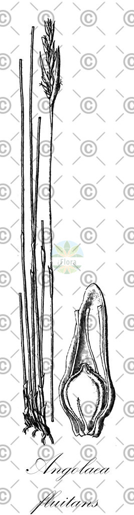 HistAbb_wfo-0000536542_68_ENZY_Simple | Historische Abbildung von Angolaea fluitans - Podostemaceae | Historical Illustration of Angolaea fluitans - Podostemaceae