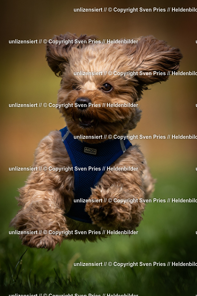 Sven Pries | 2025-04-13 - Hunderennen Baden-Baden - Realisiert mit Pictrs.com