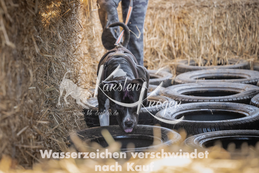 0957_ZZ95710 | kk-dogfotos