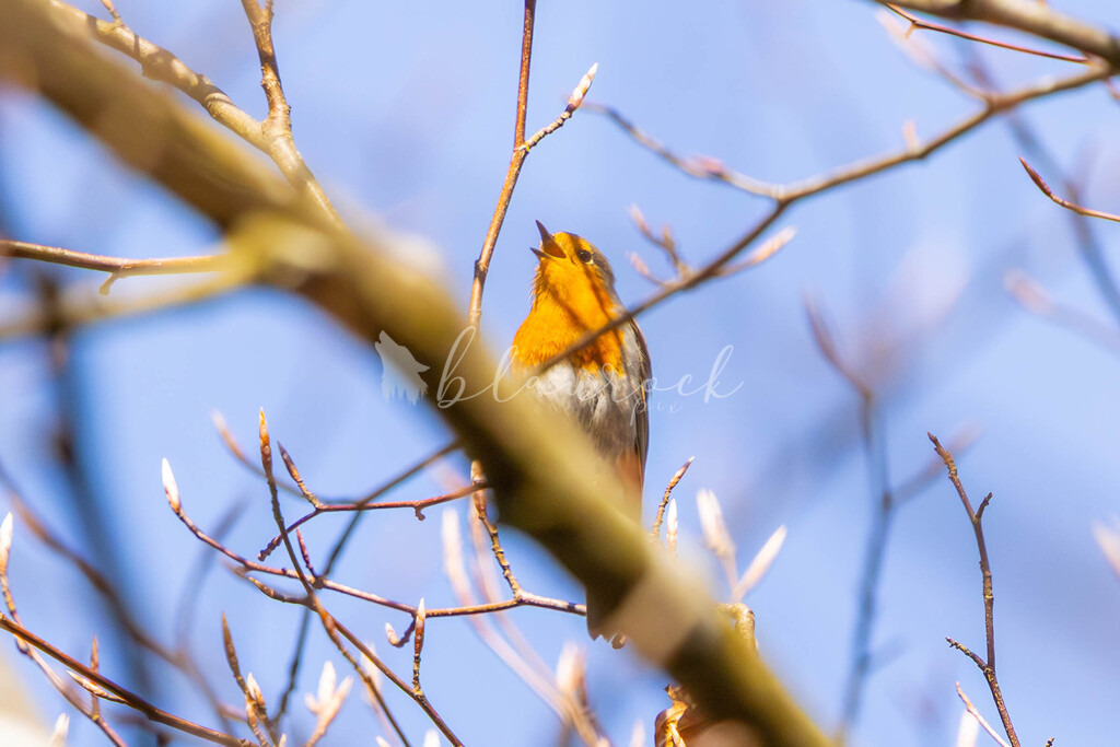 CN12--14 | Sportbilder, Sportfotograf, Hochzeits- und Eventfotografin, Flugshows, Portraits und Tiershooting, Aviation, Downhill, Nationalleague, Swissleague, International