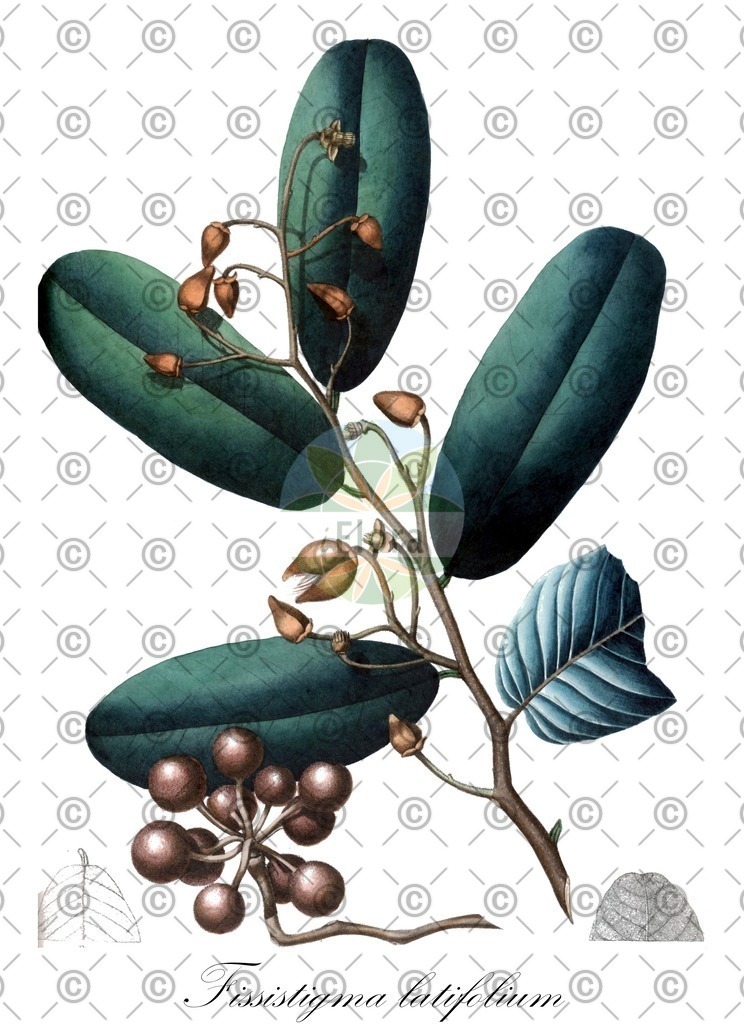 HistAbb_wfo-0000087769_1_ENZY_Simple | Historische Abbildung von Fissistigma latifolium - Annonaceae | Historical Illustration of Fissistigma latifolium - Annonaceae