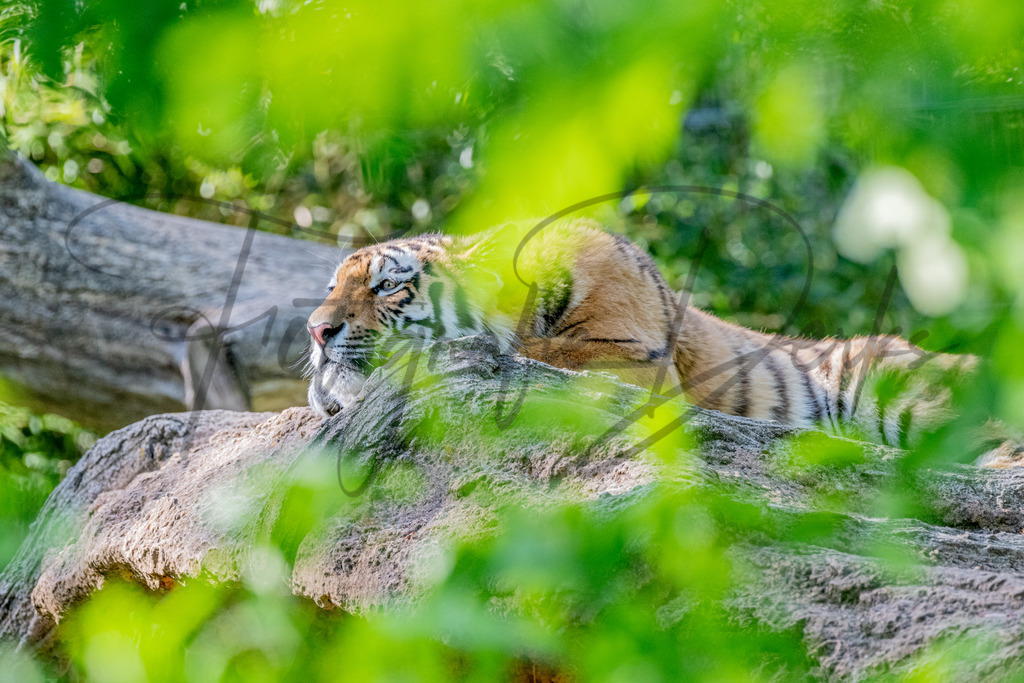 2022-05-27 Zoo Duisburg Workshop-505 | fotografie-derks - Realisiert mit Pictrs.com
