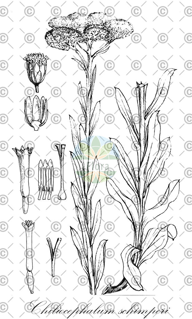 HistAbb_wfo-0000066483_1_ENZY_Simple | Historische Abbildung von Chiliocephalum schimperi - Asteraceae | Historical Illustration of Chiliocephalum schimperi - Asteraceae