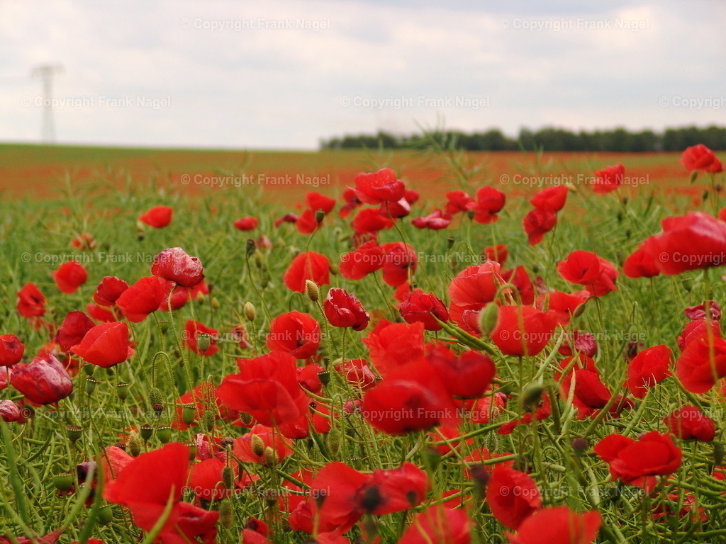 Mohnblumenfelder | Mohnblumenfelder sind auf der Insel Rügen sehr typisch und ein beliebtes Fotomotiv  - Realisiert mit Pictrs.com