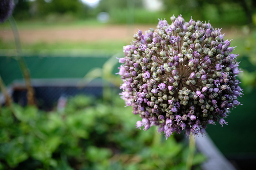 Lauchpflanze im Hochbeet | Burgenland, Austria - July 23, 2023: Lauchpflanze im Hochbeet. - Realisiert mit Pictrs.com