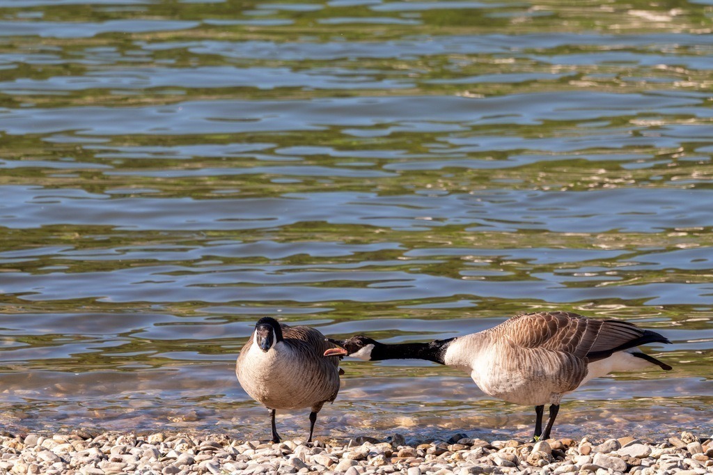 Schlecht gelaunte Kanadagänse | Putz die die Füße ab! - Realisiert mit Pictrs.com