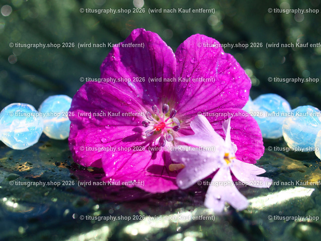 titusgraphy_P5218963-vz-ln | titusgraphy-shop: Geschenkideen mit Qualitätsfotos. titusgraphy-shop: gift ideas with quality photos. titusgraphy-shop: idées cadeaux avec photos de qualité.  - Realisiert mit Pictrs.com