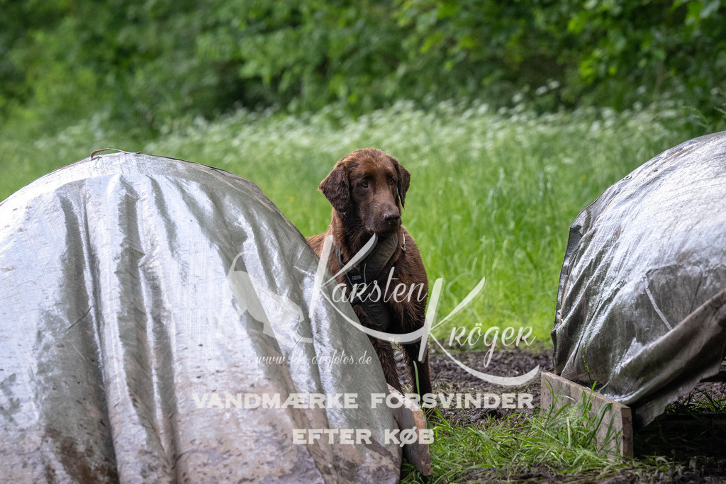 1354_ZZ92823 | kk-dogfotos