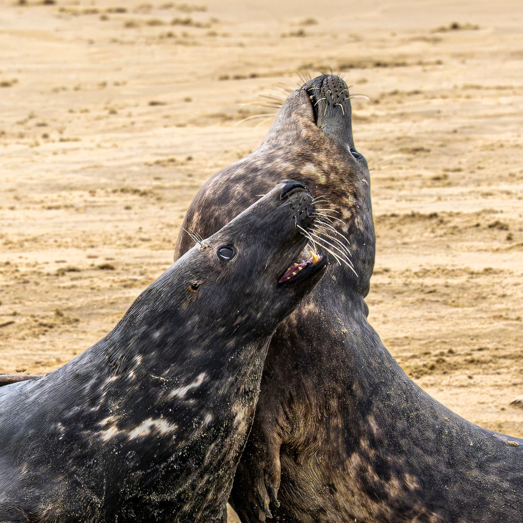 Interaktion unter Kegelrobben auf Texel: Revierszene am Strand im Wattenmeer | Zwei ausgewachsene Kegelrobben interagieren dynamisch mit geöffnetem Maul auf einer Sandbank vor der Insel Texel, während weitere Artgenossen im Sand ruhen oder im flachen Küstenwasser schwimmen. Die nahaufnahmeartige Momentaufnahme dokumentiert das natürliche Sozial- und Rangkampfverhalten der Meeressäuger im Nationalpark Wattenmeer. Perfekt geeignet für redaktionelle Berichte über Wildtierverhalten, Artenschutz, Fauna der Nordsee sowie Naturdokumentationen und Umweltjournalismus in den Niederlanden - Realisiert mit Pictrs.com