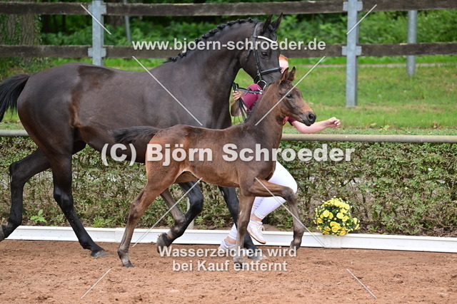 064_Escanto PS - Fürst Wettin_Bernd Templin_868_4889 | Björn Schroeder Pferdefotografie