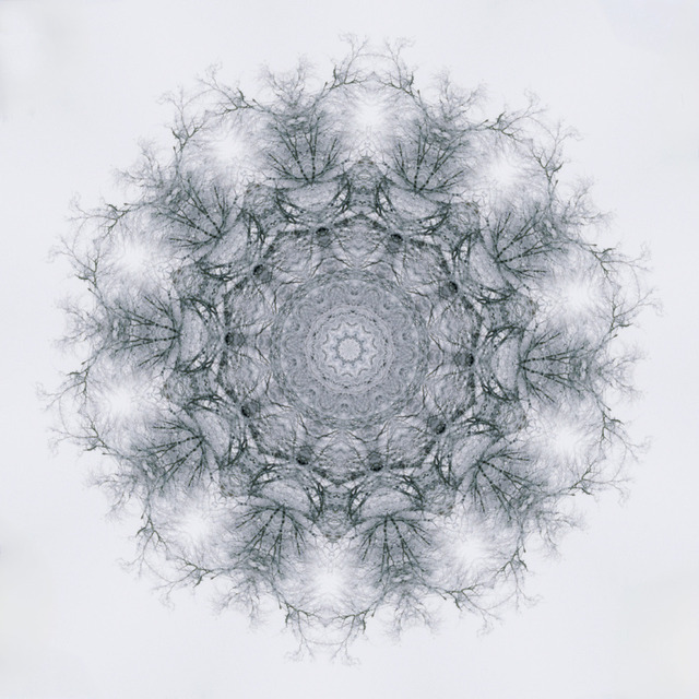 Kopfweide Winter | Outdoorpixl Teßen OHG - Realisiert mit Pictrs.com