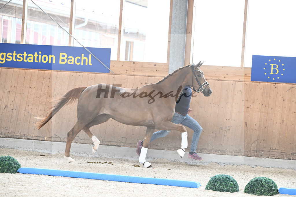 Kat-Nr. 94 Qaskiya v. Don Noblesse_Kloessinger_7241583 | hf-fotografie - Realizzato con Pictrs.com