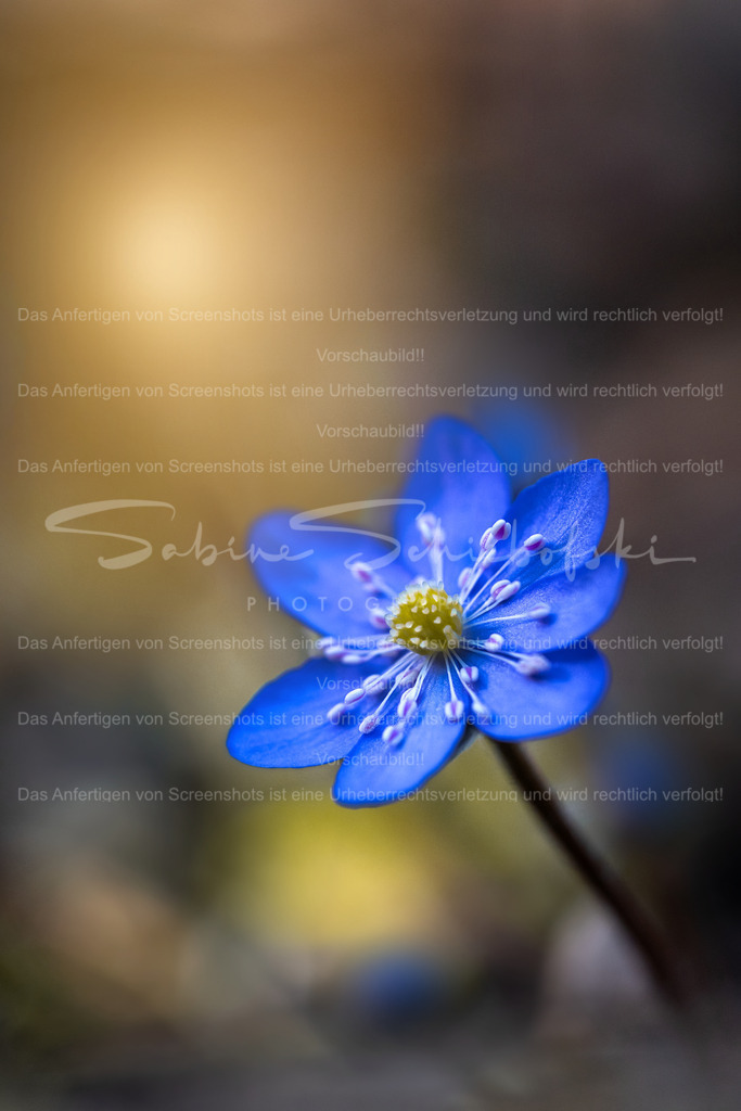 Leberblümchen im sanften Frühlingslicht | Ein zartes Leberblümchen entfaltet seine intensive blaue Blüte im warmen Licht des frühen Frühlings. Umgeben von sanfter Unschärfe und natürlichen Farben entsteht eine ruhige, harmonische Stimmung. Ein kleiner Moment der Natur, der die Schönheit und den Neubeginn des Frühlings auf besondere Weise einfängt. - Realisiert mit Pictrs.com