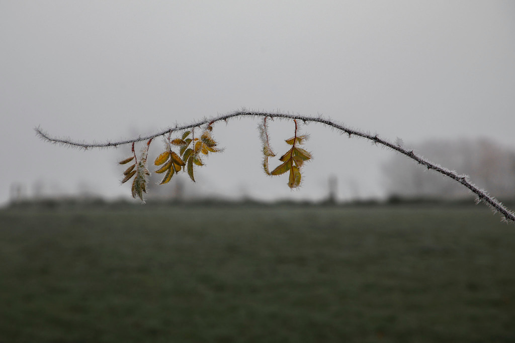 Raureif_Weisten_101222_34 | Bildergalerie von Sport-Ereignissen aber auch von weiteren spannenden Dingen - nicht nur vom Niederrhein. In Anlehnung an den bekannten Spruch von Hanns Dieter Hüsch heißt das Motto: "Niederrhein ist überall".  - Realisiert mit Pictrs.com