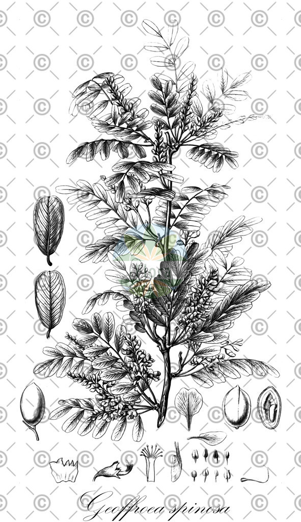 HistAbb_wfo-0000972069_2_ENZY_Simple | Historische Abbildung von Geoffroea spinosa - Fabaceae | Historical Illustration of Geoffroea spinosa - Fabaceae