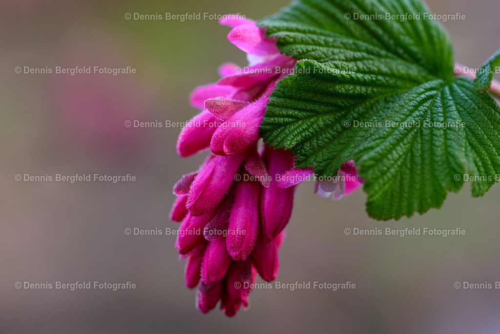 Flower 30 | Entdecken Sie Natur, Makro und Tierfotografie von Dennis Bergfeld.Besondere Momente und Details der Natur, hochwertig als Foto und Wandbild erhältlich. - Realisiert mit Pictrs.com