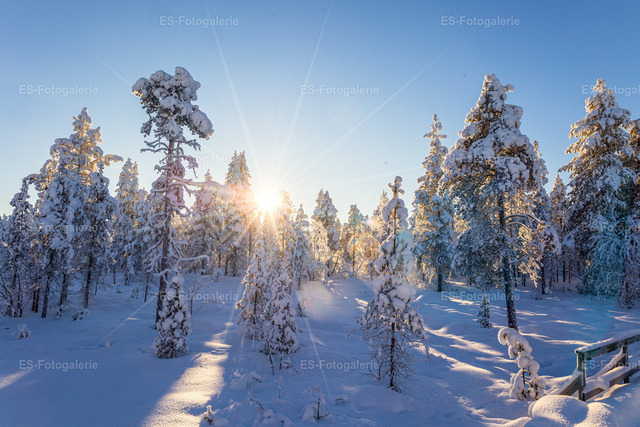 Winterwald im Sonnenlicht