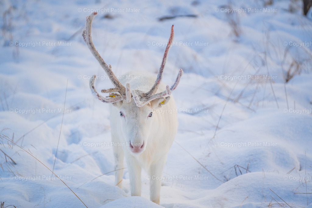 Svinoya_2024-123 | piet_flosse