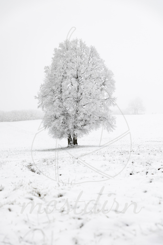  Frostiger Mostweg | Ihre Fotografin im Lungau, ihre Fotografin im Mostviertel, Wandbilder Onlineshop, Imagefotos für Ihr Unternehmen,  - Realisiert mit Pictrs.com