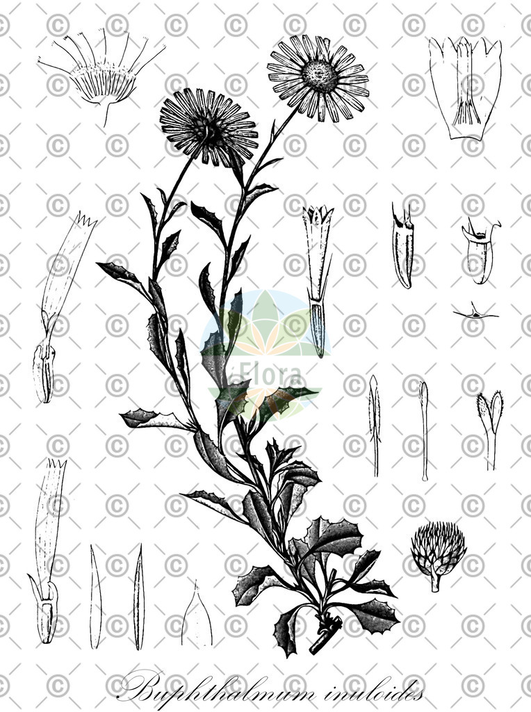 HistAbb_940_1_FLORAD_SIMPLE | Historische Abbildung von Buphthalmum inuloides - Asteraceae | Historical Illustration of Buphthalmum inuloides - Asteraceae