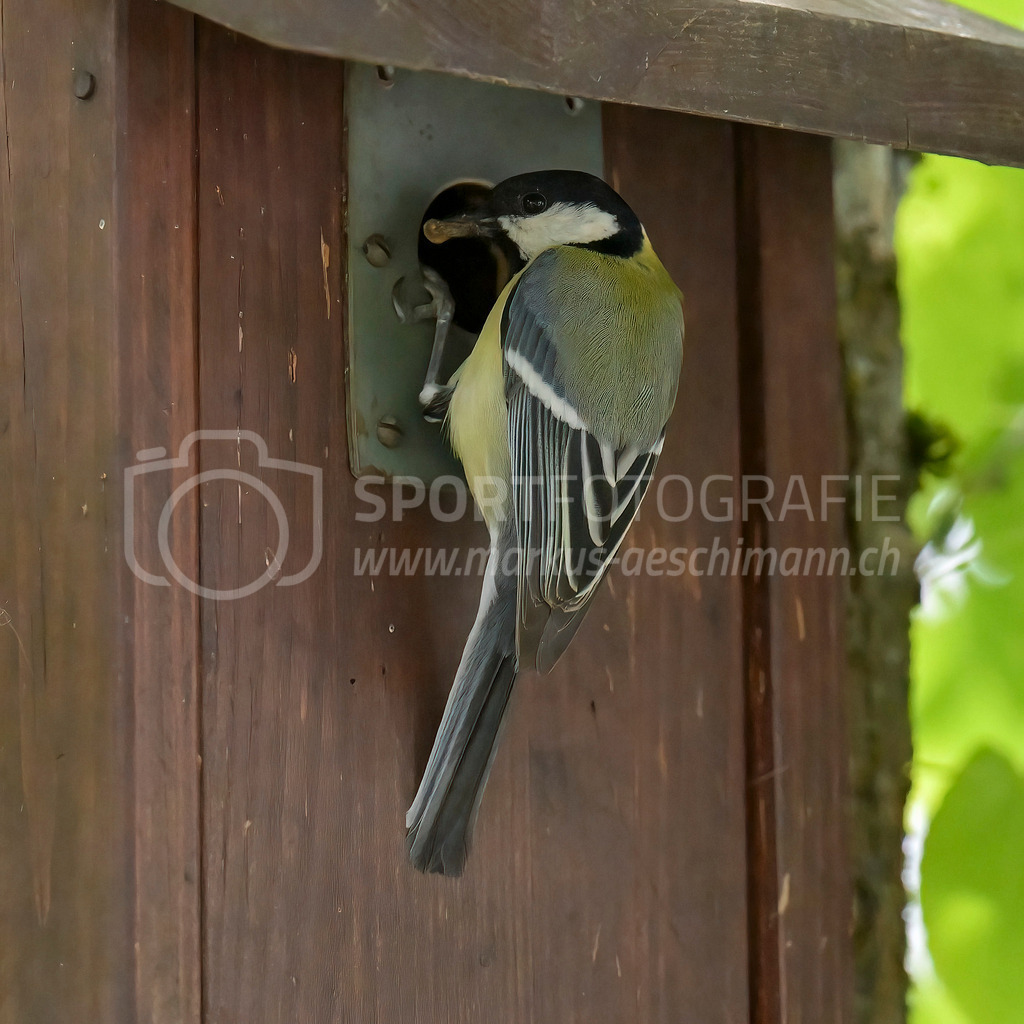 20240501_1708_AEM_nefti_6774-Bearbeitet | 01.05.2024 / , Neftenbach

Bild: Sportfotografie Markus Aeschimann | www.markus-aeschimann.ch - Realisiert mit Pictrs.com