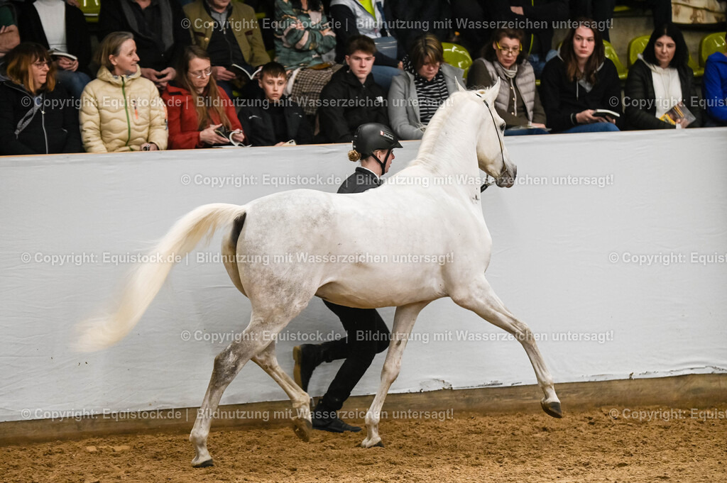 20260307_Hengstvorstellung-Marbach_0286 | equistock