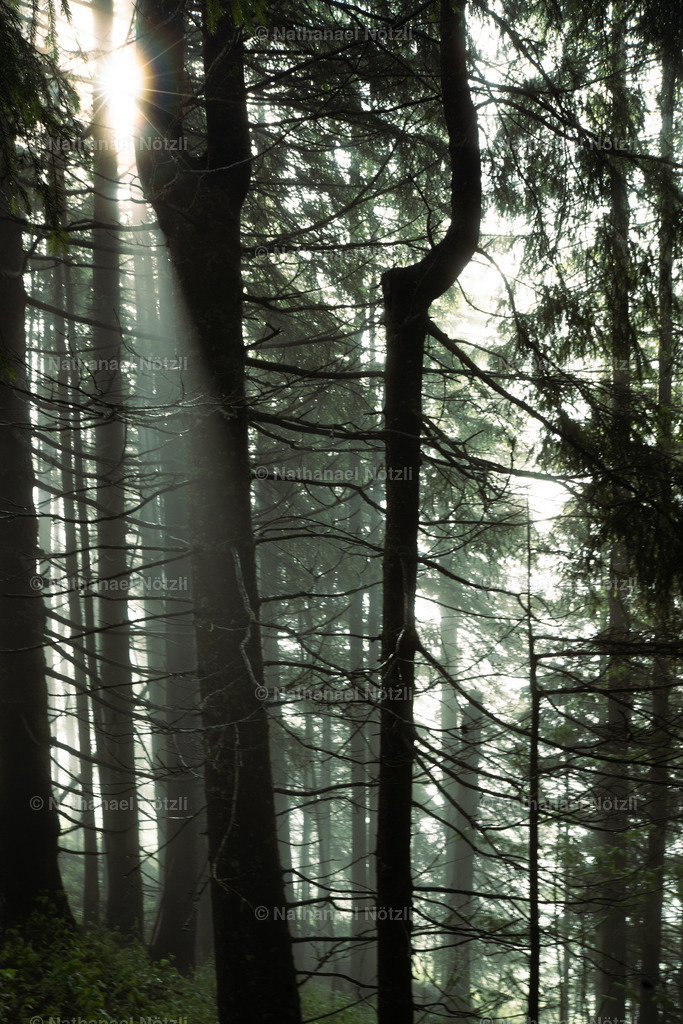 DSC08107 | Nathanael Nötzli - Realisiert mit Pictrs.com