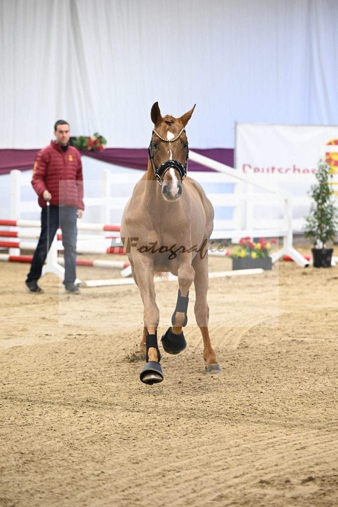 Kat-Nr. 93 Denzel van het Meulenhof - Chacco-Blue_Michael Eichler_47252915 | hf-fotografie - Realisiert mit Pictrs.com