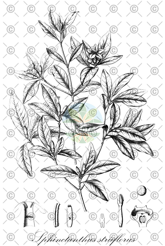 HistAbb_7KWN_2_ENZY_Simple | Historische Abbildung von Sphinctanthus striiflorus - Rubiaceae | Historical Illustration of Sphinctanthus striiflorus - Rubiaceae