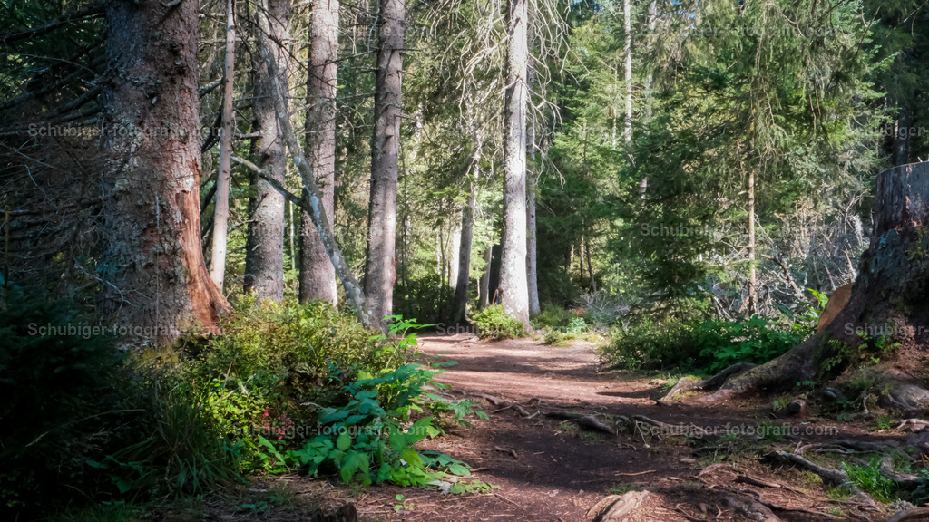 Waldpfad | Waldpfad - Realisiert mit Pictrs.com