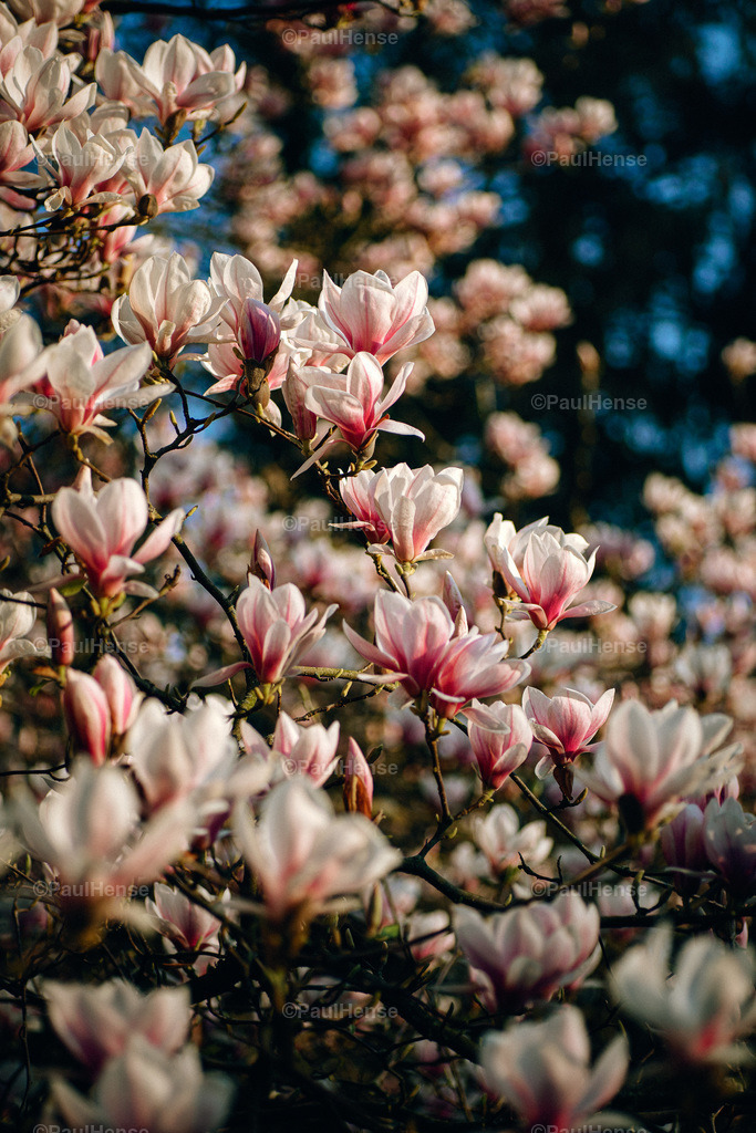 20220324_PaulHense_S0044_DSC03547 | paulhense - Realisiert mit Pictrs.com