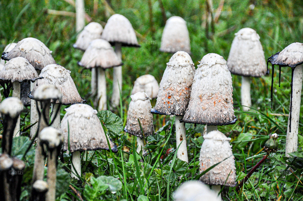 Schopftintling Edi Baumallee gefällt Saak2019_016-k | Fatzi Bilder-Archiv! 
Die Bilder sind für private Nutzung lizenzfrei. Die kommerzielle Nutzung ist möglich und erwünscht, jedoch bitte ich um vorherige Kontaktaufnahme per E-Mail (info@fatzi.at) oder unter +43 650 7828269 - Realisiert mit Pictrs.com