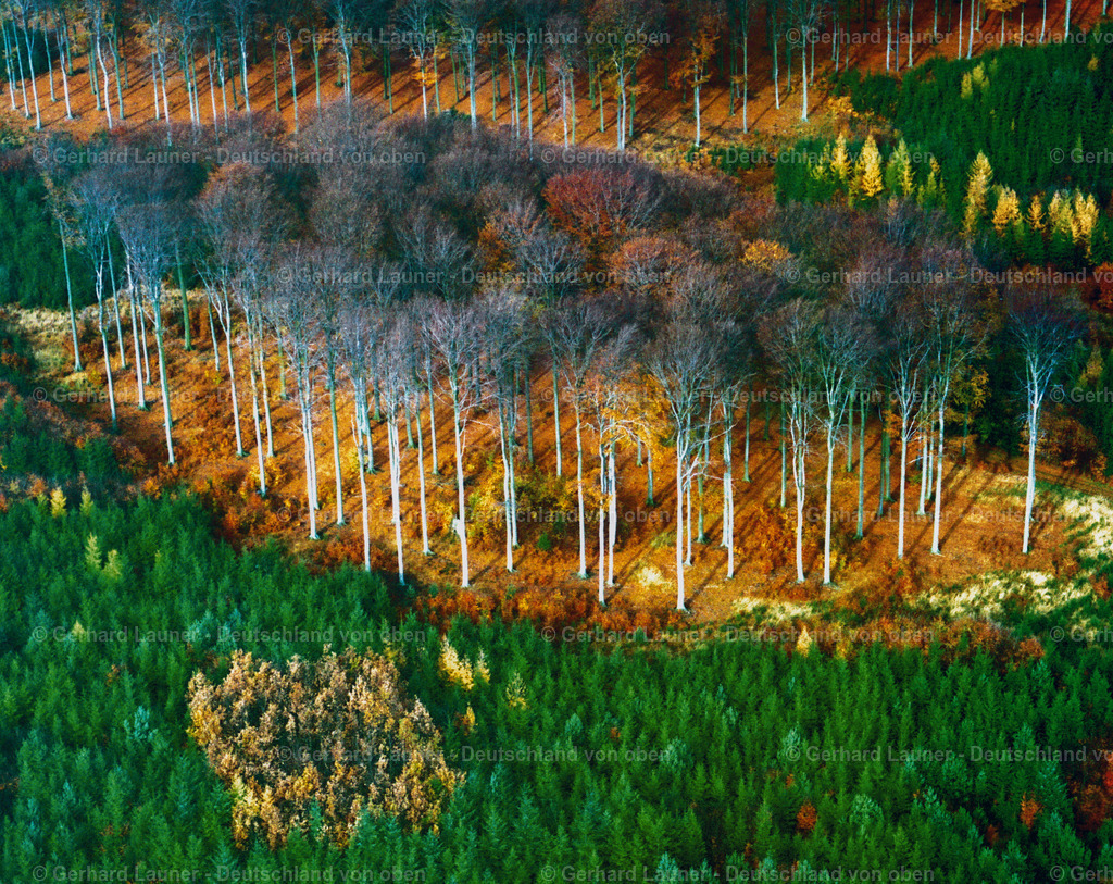 9300093 | Herbsliche Bäume im Spessart bei Bischbrunn