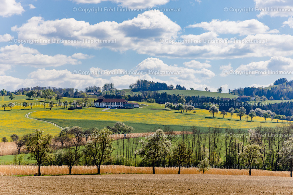 Mostviertel Birnenbluete-6920 | Fotos und Fotoprodukte - Realisiert mit Pictrs.com