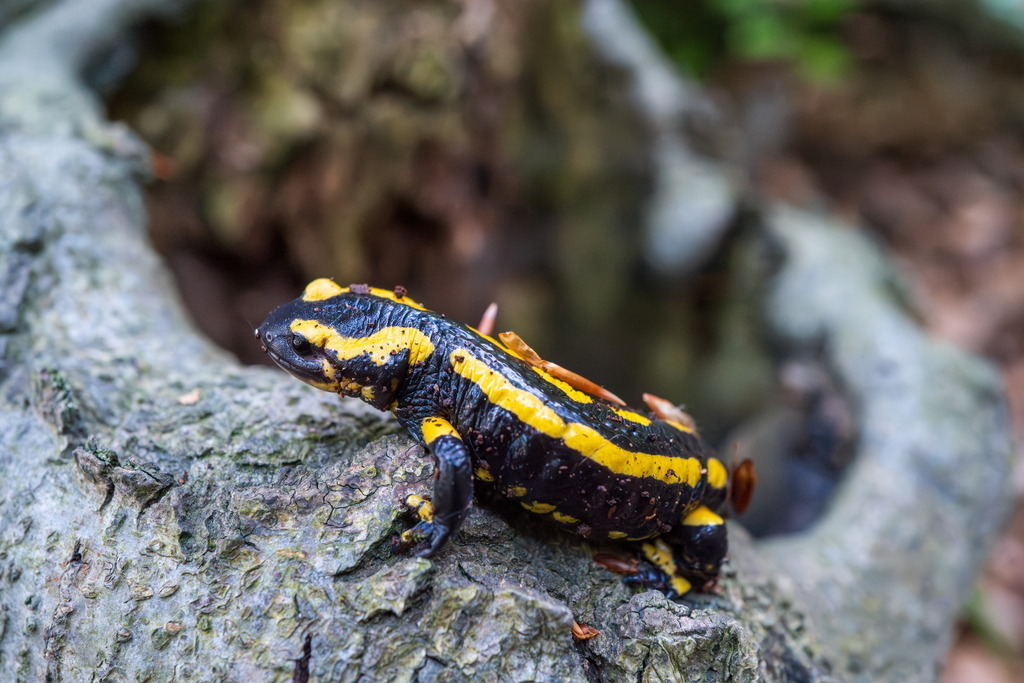Feuersalamander | Kennt noch jemand Lurchi? - Realisiert mit Pictrs.com
