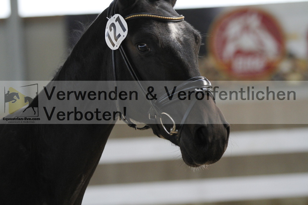 _MG_9527 | equestrian-live-com