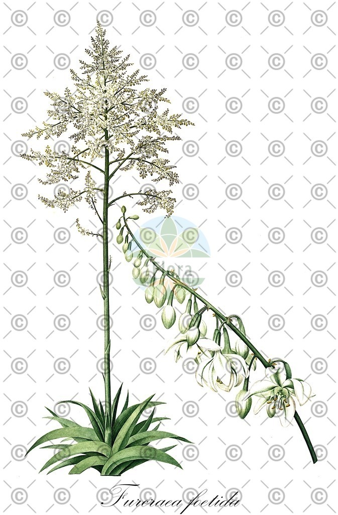 HistAbb_wfo-1200003075_1_ENZY_Simple | Historische Abbildung von Furcraea foetida - Asparagaceae | Historical Illustration of Furcraea foetida - Asparagaceae