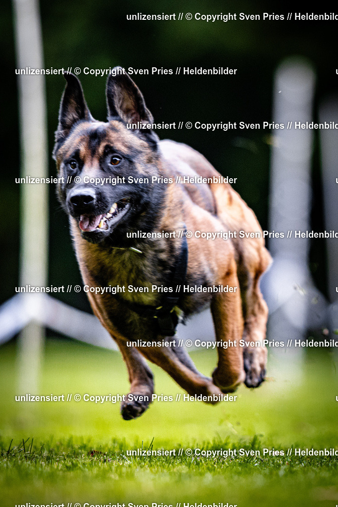 Sven Pries | 2025-10-03 - Hunderennen Obergrombach - Realisiert mit Pictrs.com