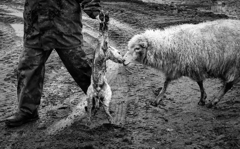wanderschaefereien-schleswig-holstein-051 | Im Winter in der Nähe des Danewerks: Frisch geborene Lämmer werden auf den Weideflächen geborgen. Die ersten Wochen verbringen die Jungtiere zusammen mit den Mutterschafen auf dem Hof. Das Festhalten der Lämmer an zwei Beinen mag brutal aussehen, ist aber artgerecht und alternativlos. Denn nur so erkennen Mutterschafe ihre Jungen und folgen ihnen bereitwillig. - Realisiert mit Pictrs.com