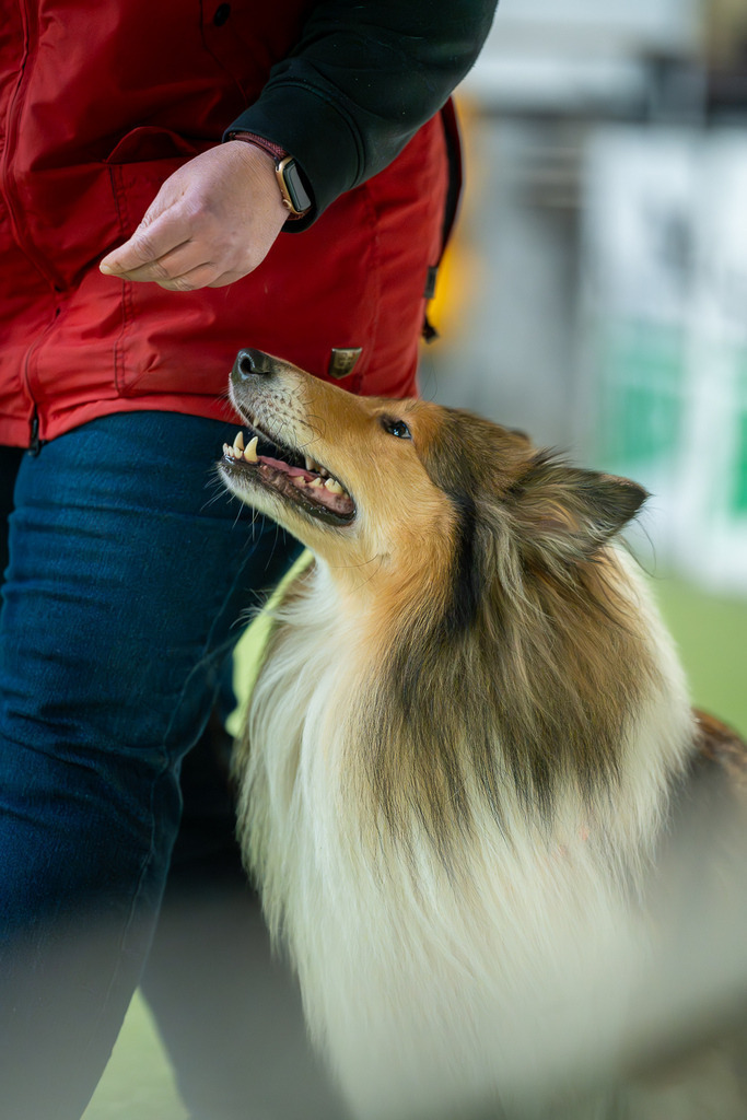 allesWIRTHgut Tierfotografie - 7IV04313-Verbessert-RR | Professionelle Tierfotografie in Mönchengladbach von Daniel Wirth (allesWIRTHgut). Liebevolle & natürliche Bilder von Hunden & Katzen für unvergessliche Erinnerungen.
