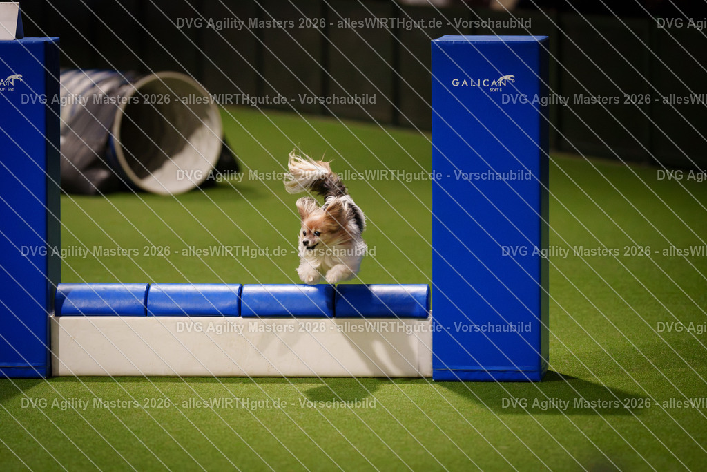 allesWIRTHgut_Tierfotografie-DVG_Agility_Masters_2026-17_44-7R505829 | Professionelle Tierfotografie in Mönchengladbach von Daniel Wirth (allesWIRTHgut). Liebevolle & natürliche Bilder von Hunden & Katzen für unvergessliche Erinnerungen.
