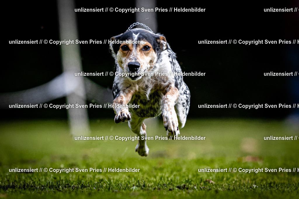 Sven Pries | 2025-10-03 - Hunderennen Obergrombach - Realisiert mit Pictrs.com