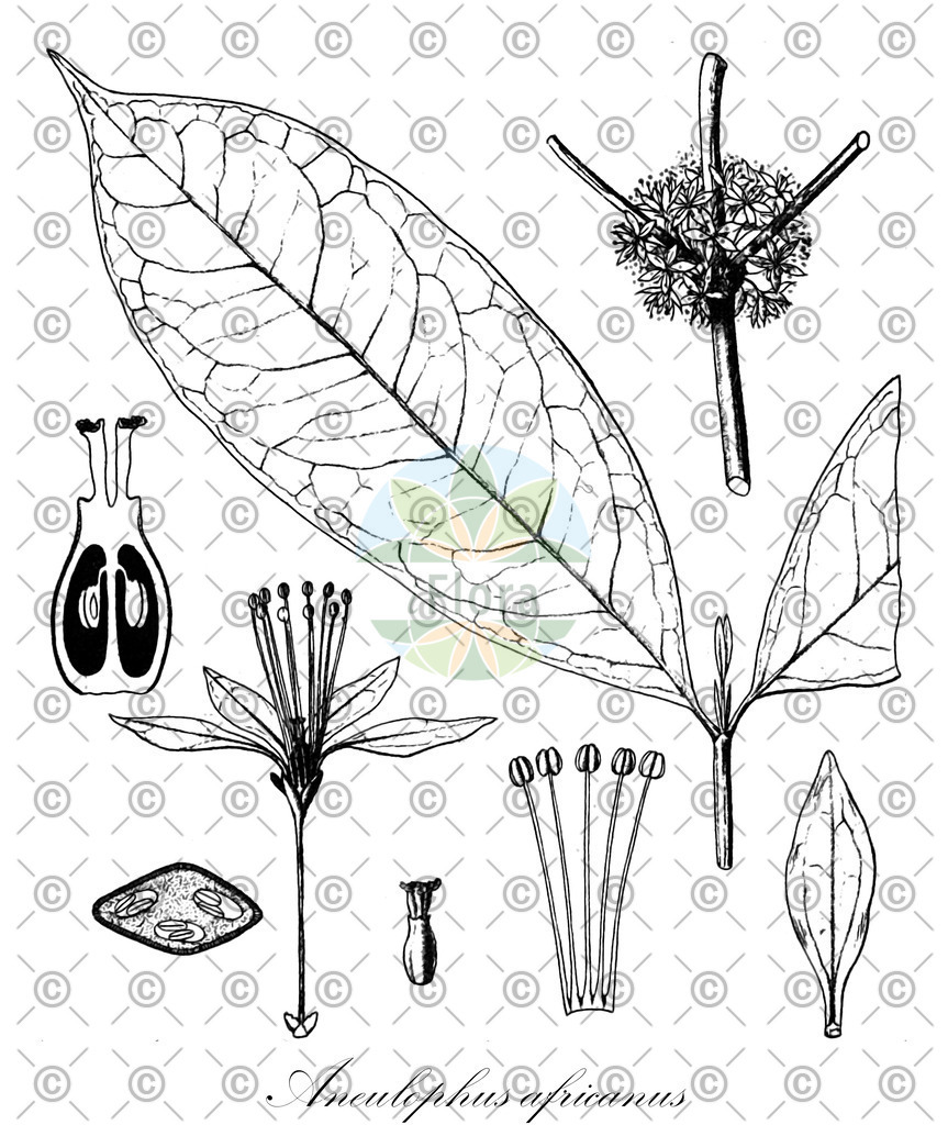HistAbb_wfo-0000536070_1_ENZY_Simple | Historische Abbildung von Aneulophus africanus - Erythroxylaceae | Historical Illustration of Aneulophus africanus - Erythroxylaceae