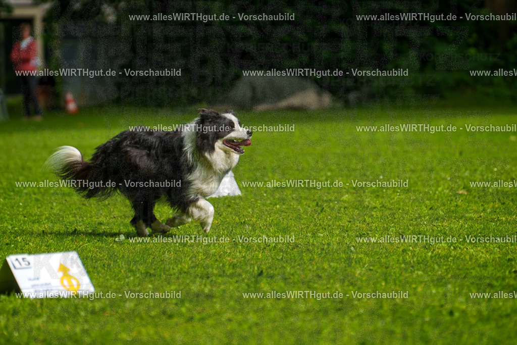 @allesWIRTHgut_Tierfotografie - www.allesWIRTHgut.de - 7R502767 | Professionelle Tierfotografie in Mönchengladbach von Daniel Wirth (allesWIRTHgut). Liebevolle & natürliche Bilder von Hunden & Katzen für unvergessliche Erinnerungen.