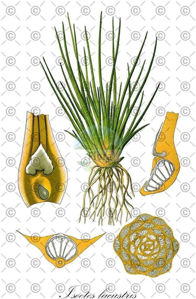 HistAbb_EMP_37503_SRC_Schlechtendal_FLORAD_SIMPLE | Historische Abbildung von Isoetes lacustris - Isoetaceae (See-Brachsenkraut) | Historical Illustration of Isoetes lacustris - Isoetaceae (quillwort;lake quillwort;isoète lacustre)