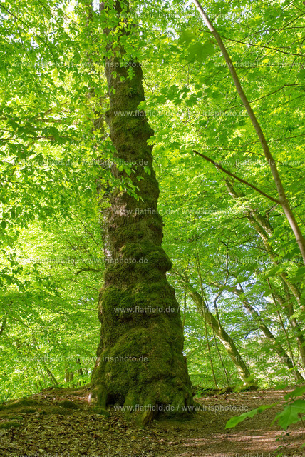 Baumstamm im Frühlingswald | Gesehen im Odenwald